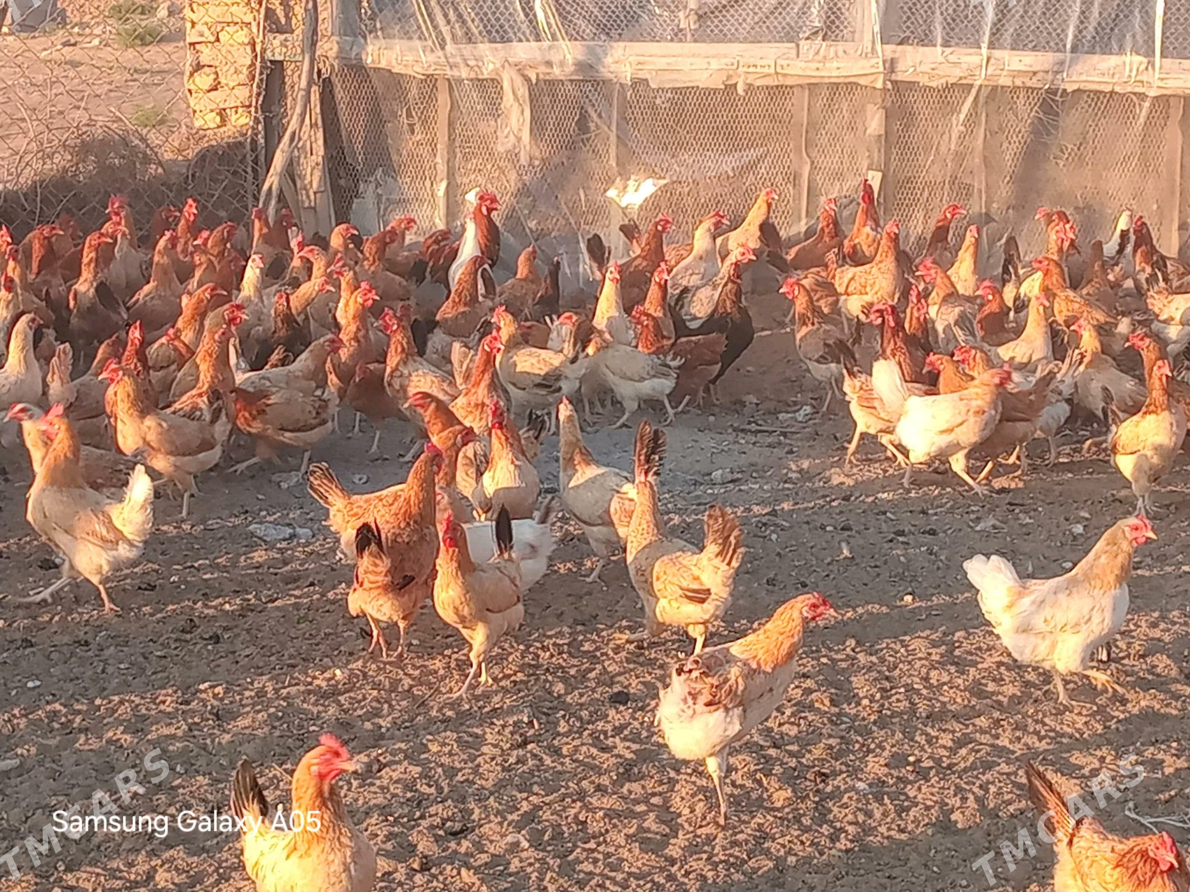 guzlayjy towuklar - Çoganly - img 2