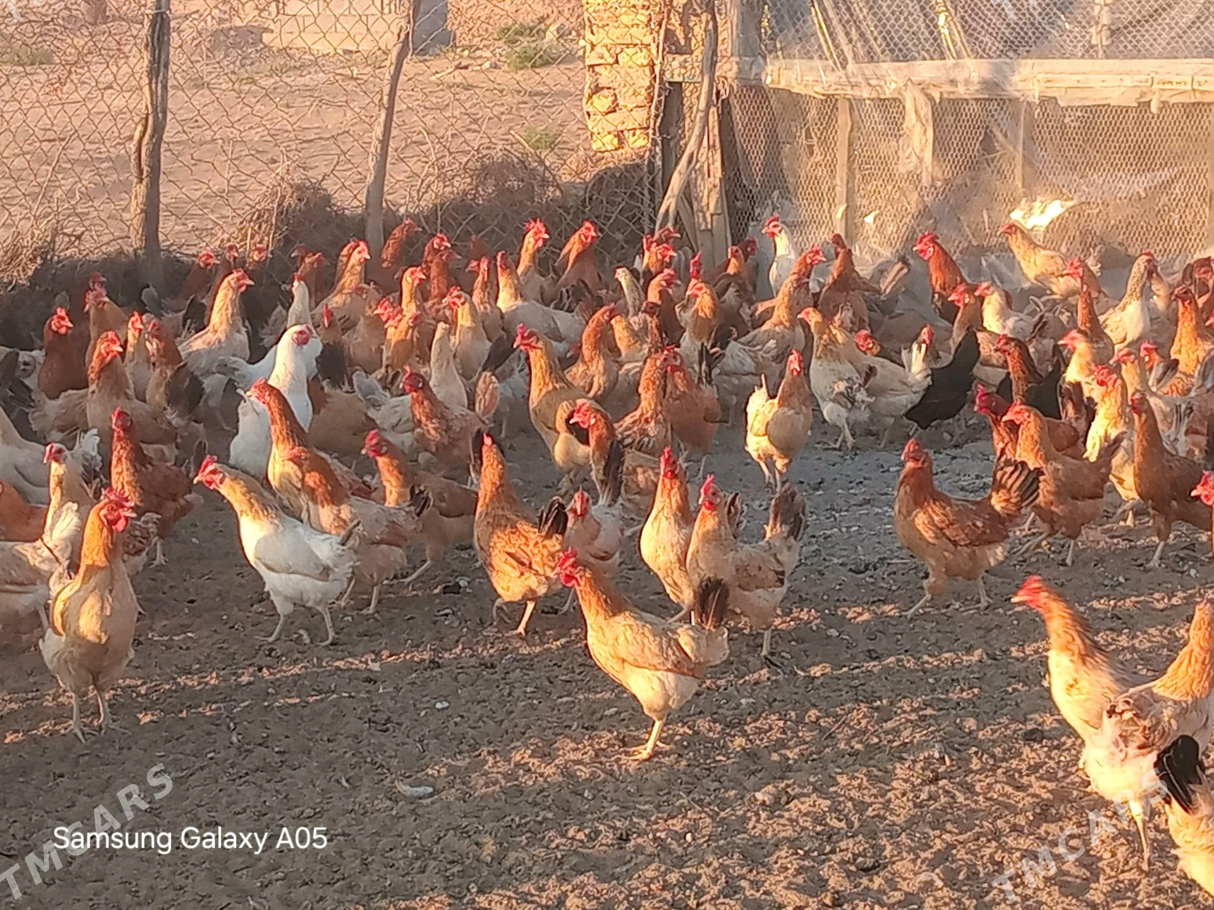 guzlayjy towuklar - Çoganly - img 3