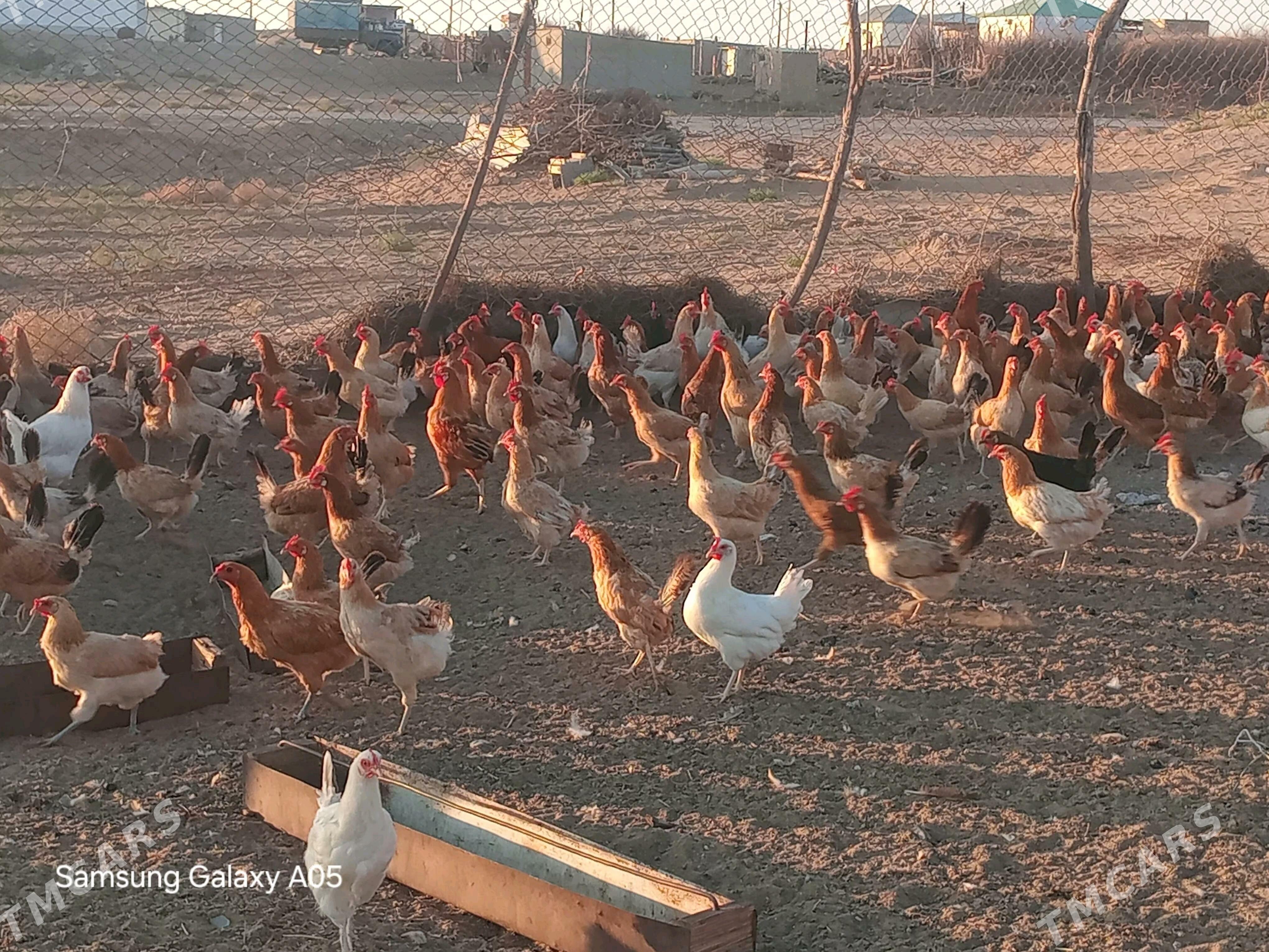 guzlayjy towuklar - Çoganly - img 4