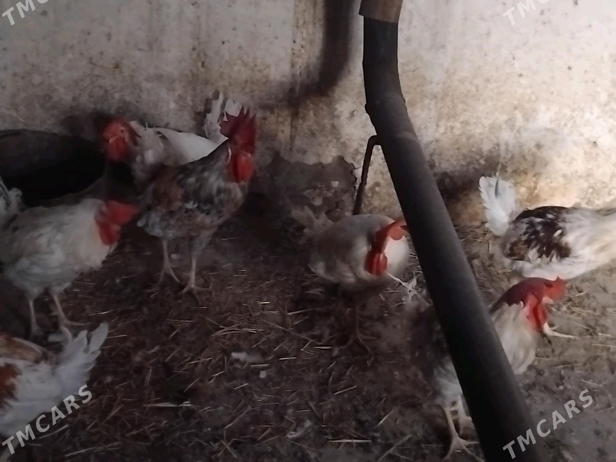 horaz - Гёкдепе - img 2