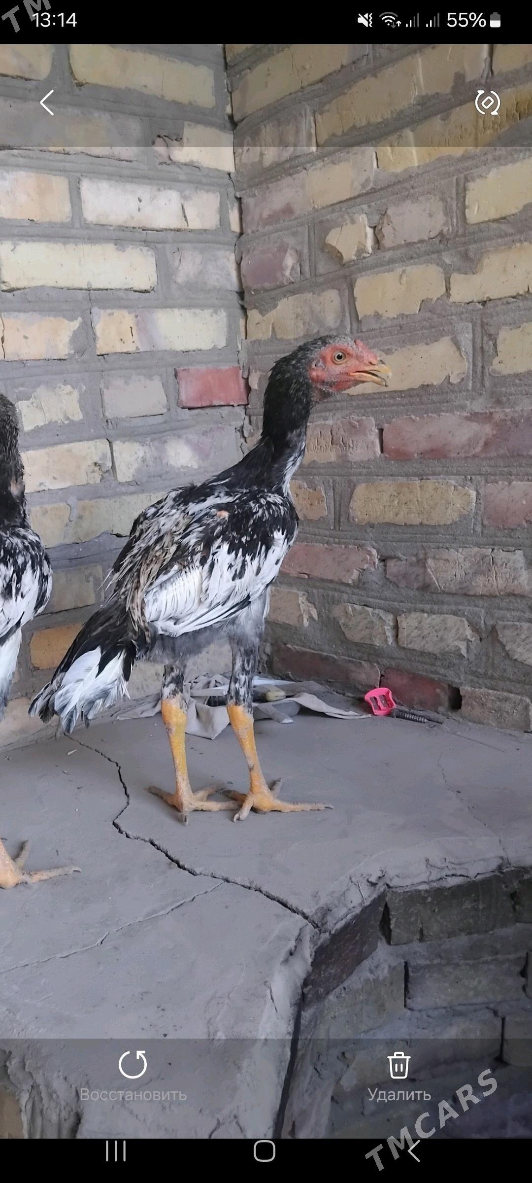 horaz - Ходжамбаз - img 3