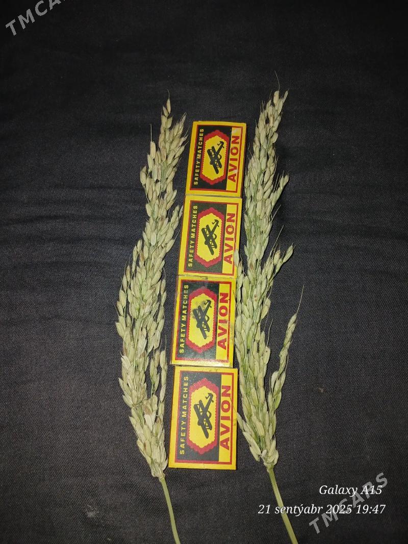 Şaly tohum - Sakar - img 6