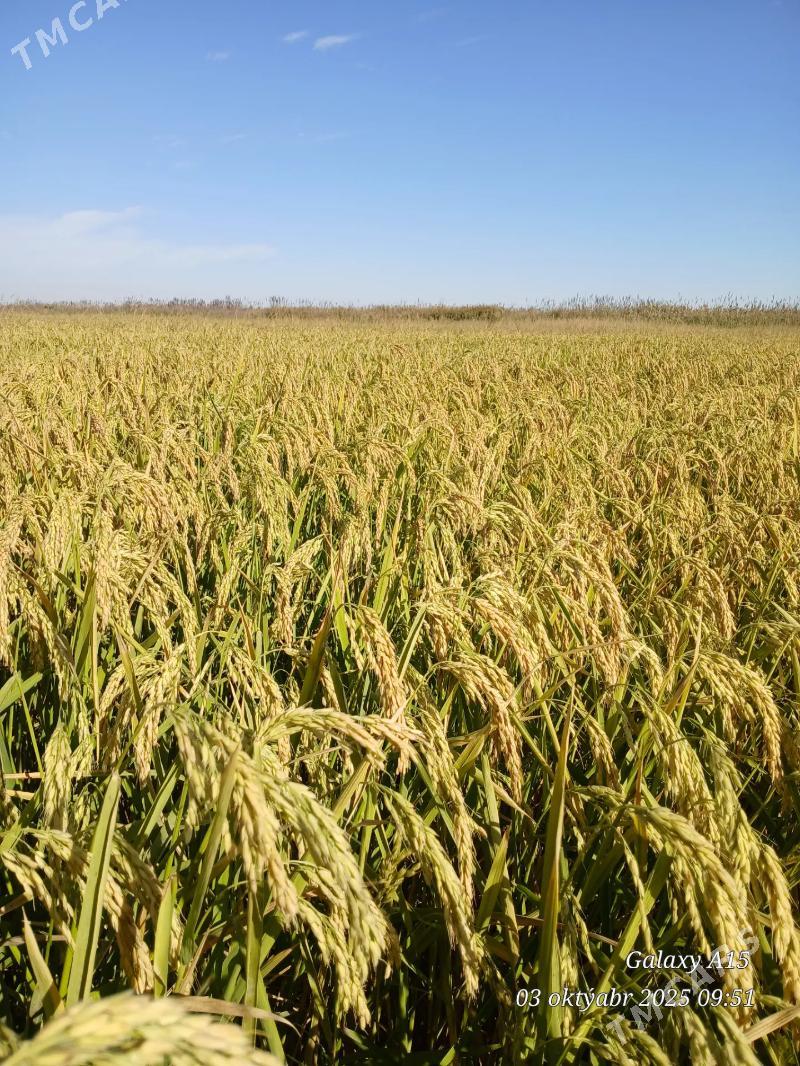 Şaly tohum - Sakar - img 2