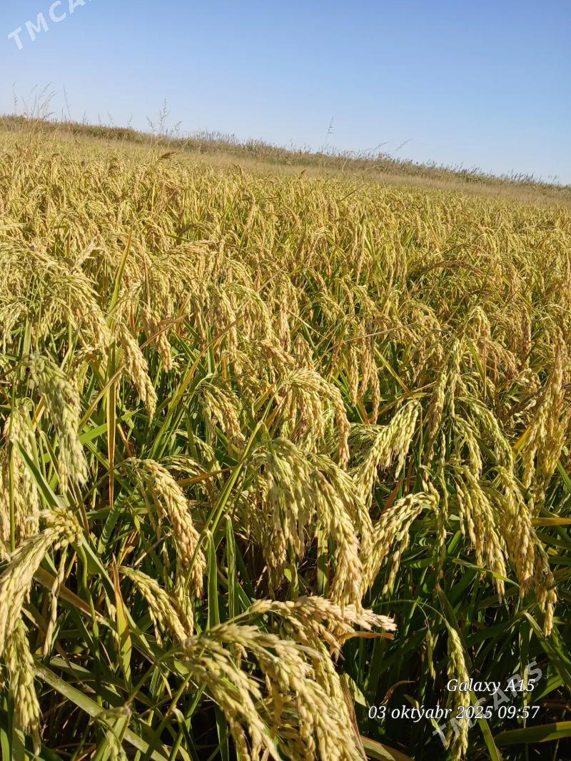 Şaly tohum - Sakar - img 3