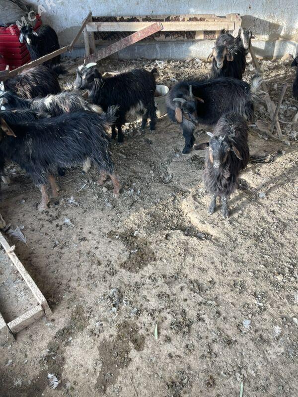 cewis - Bagyr - img 2