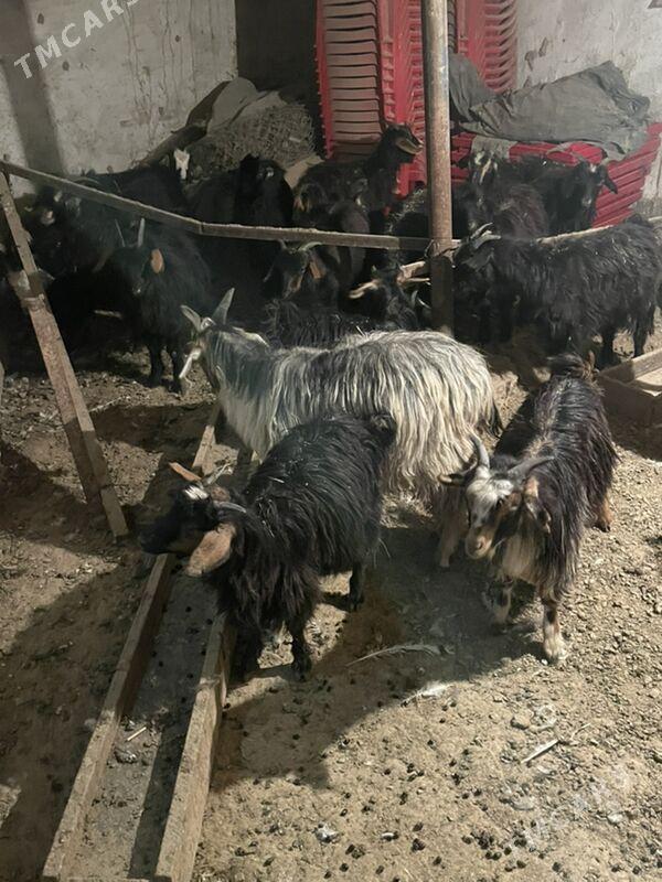 cewis - Bagyr - img 4