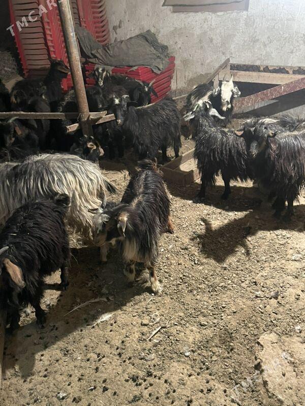 cewis - Bagyr - img 3