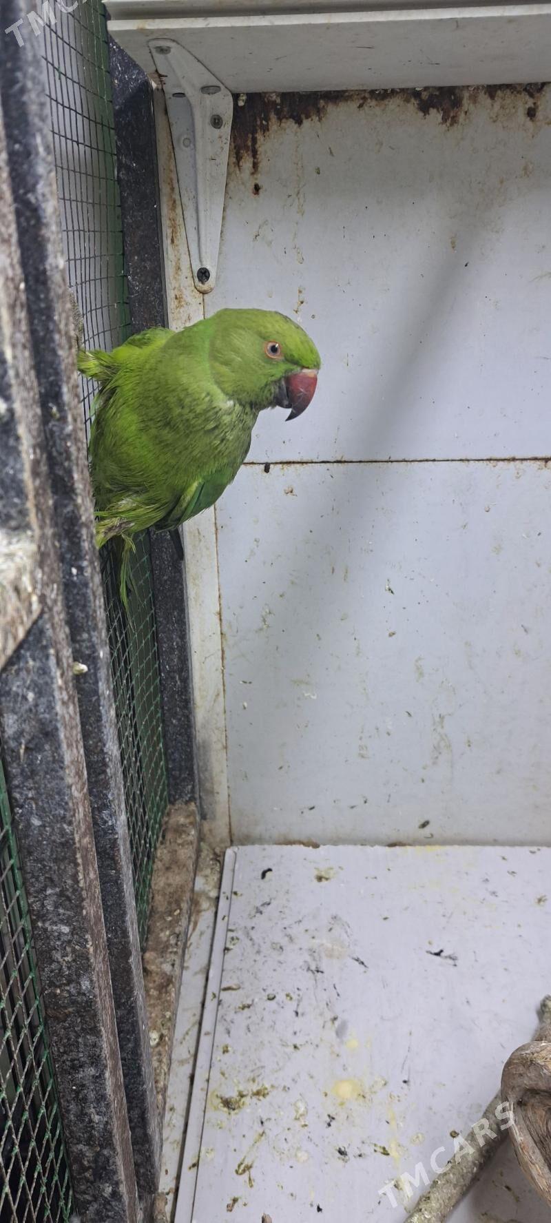 ожереловый попугай - Ашхабад - img 2