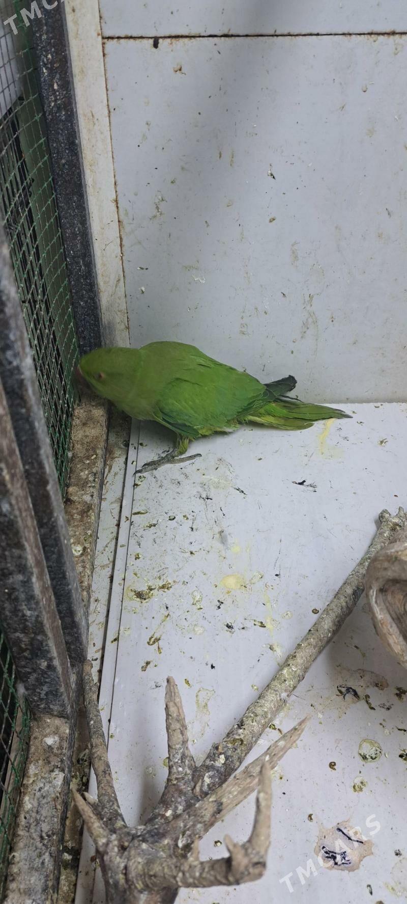 ожереловый попугай - Ашхабад - img 4