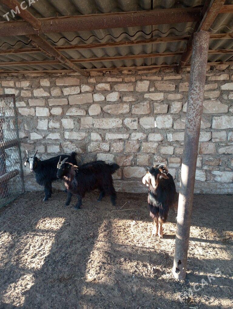 cebiş - Balkanabat - img 1