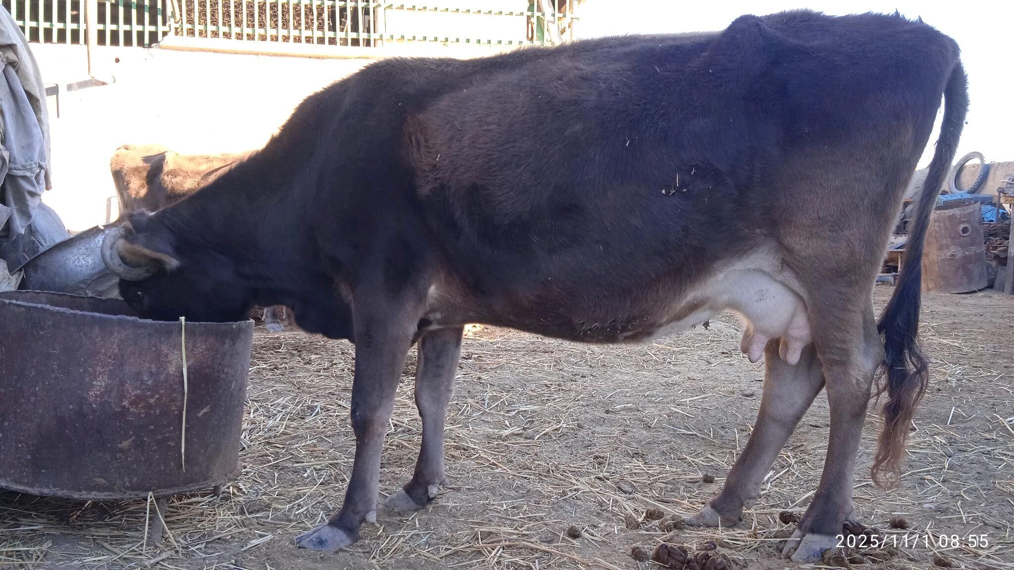 sygyr - Этрек - img 3