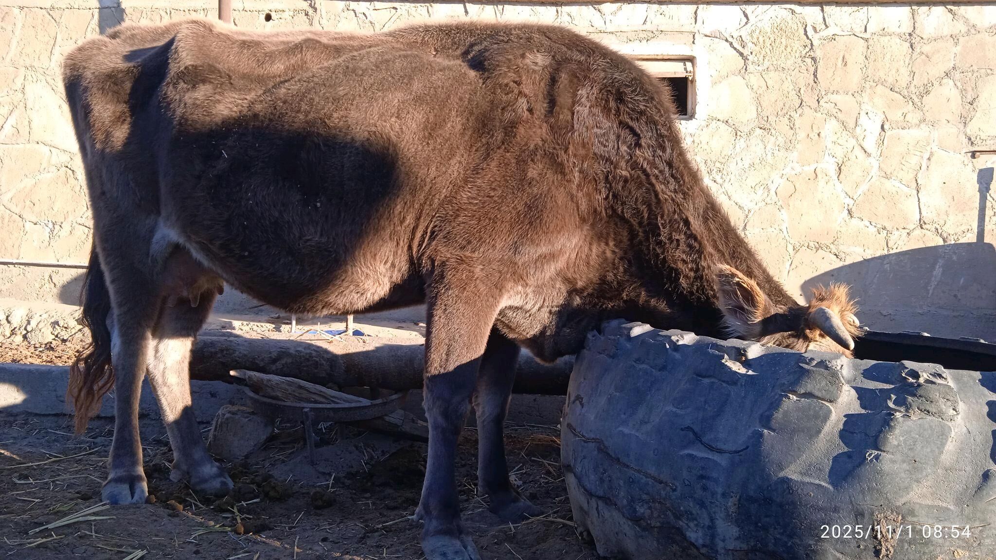 sygyr - Этрек - img 4