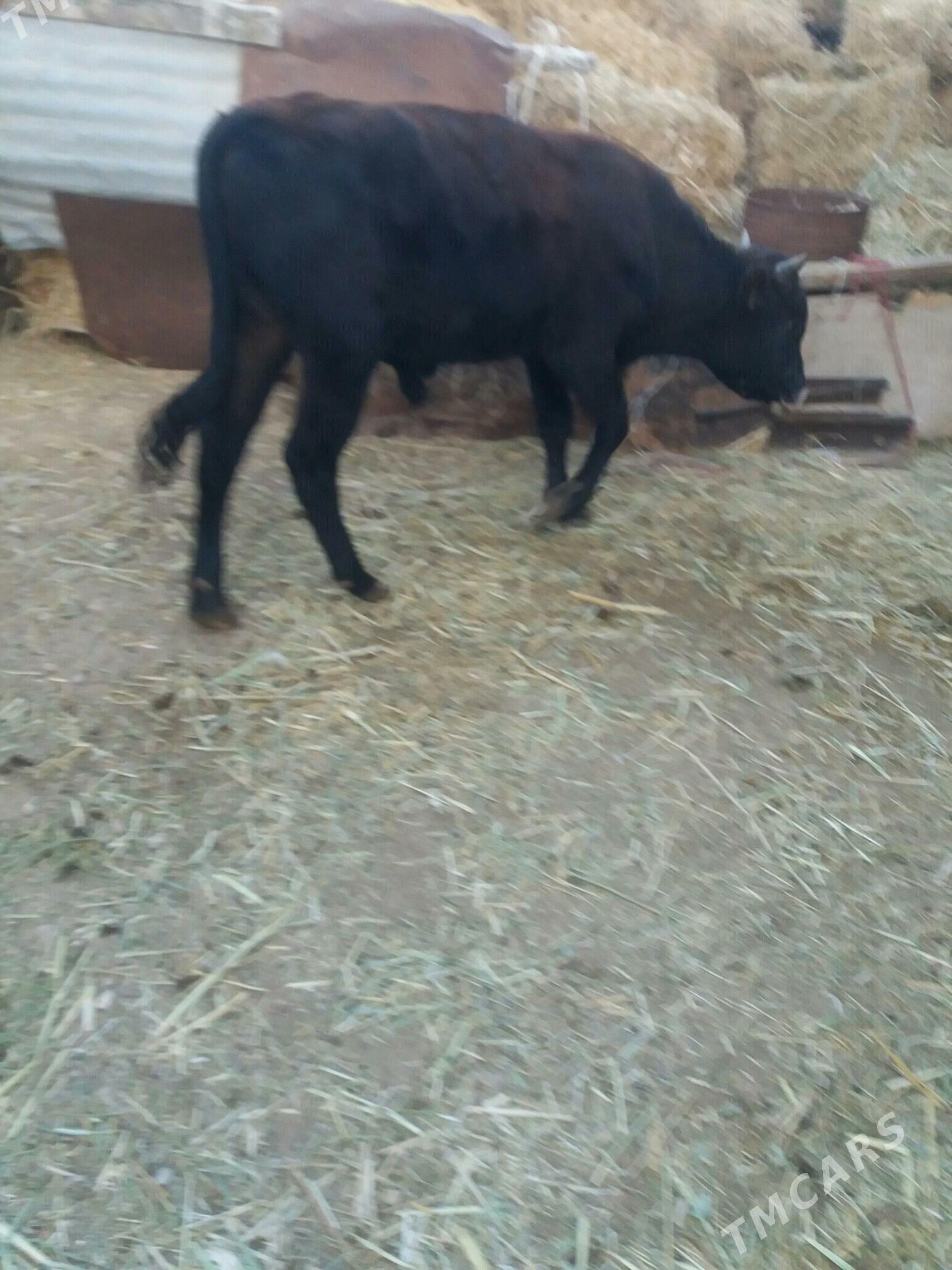 öküz sygyr - Туркменбаши - img 2