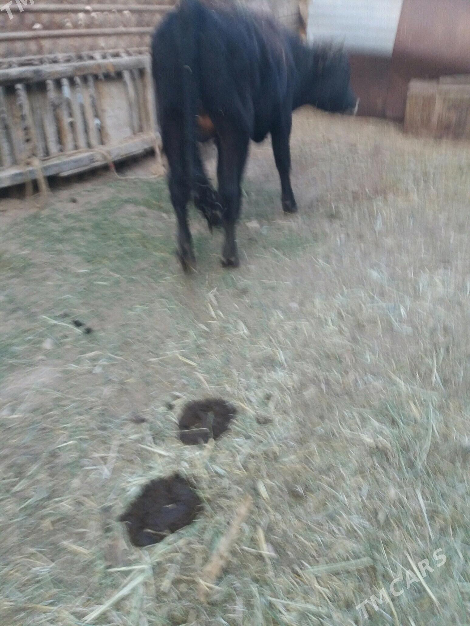 öküz sygyr - Туркменбаши - img 3