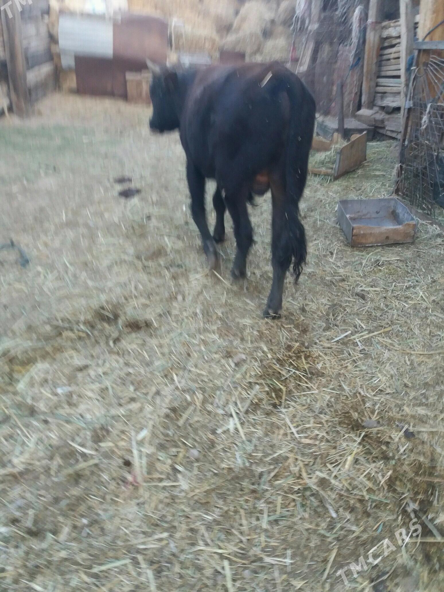 öküz sygyr - Туркменбаши - img 4