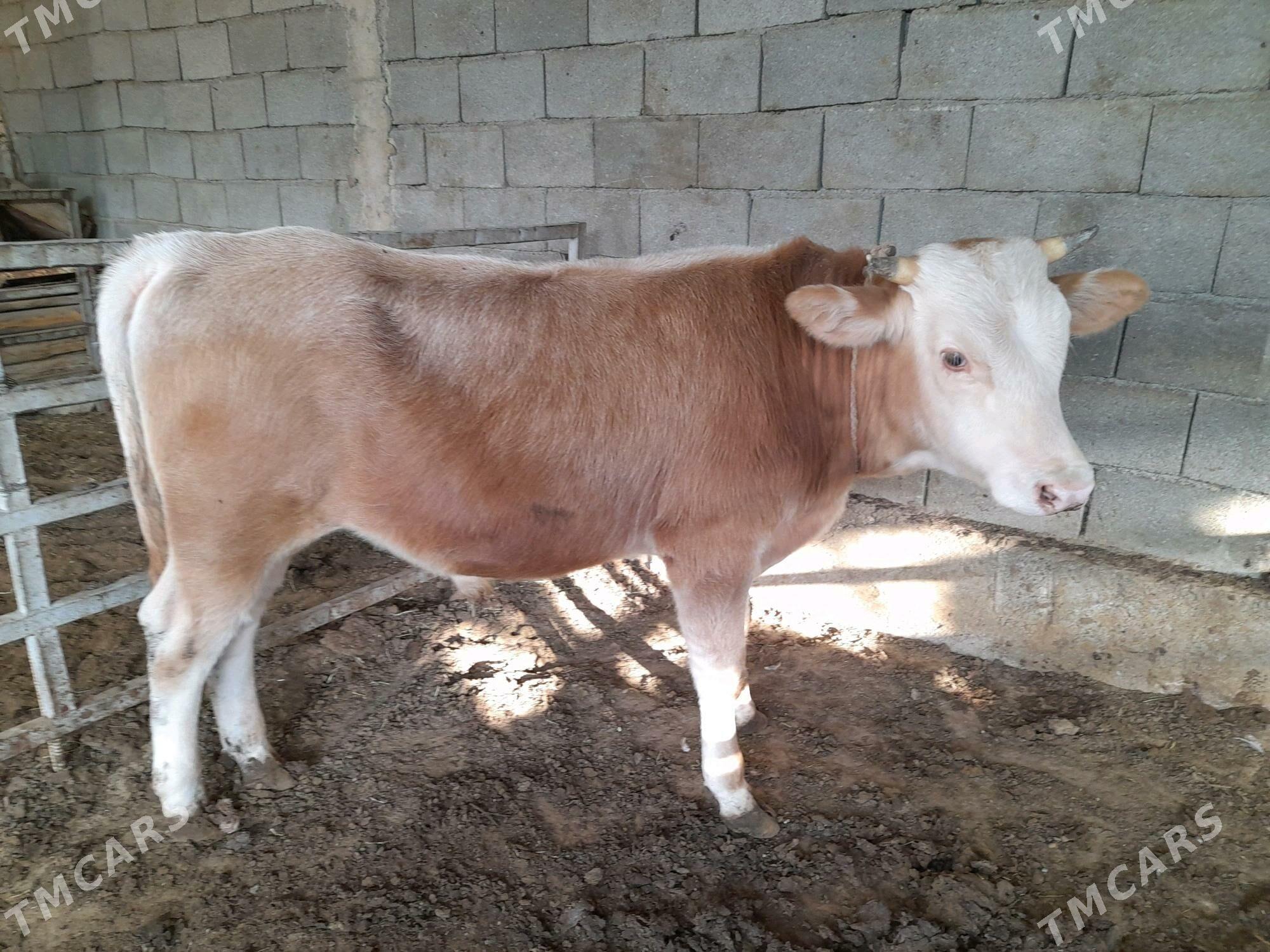 ökuz - Änew - img 3