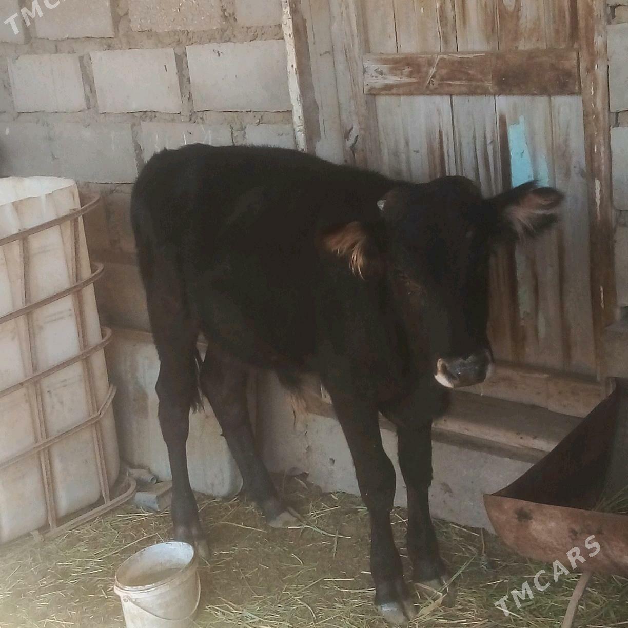 okuz - Эсенгулы - img 3