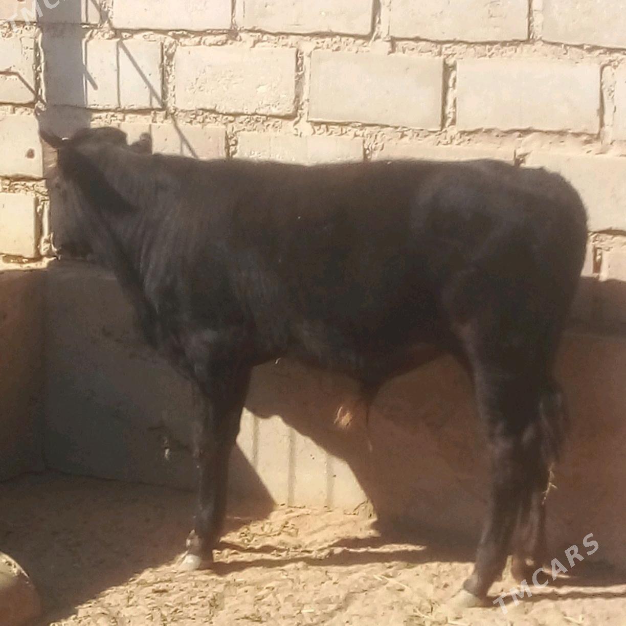 okuz - Эсенгулы - img 5