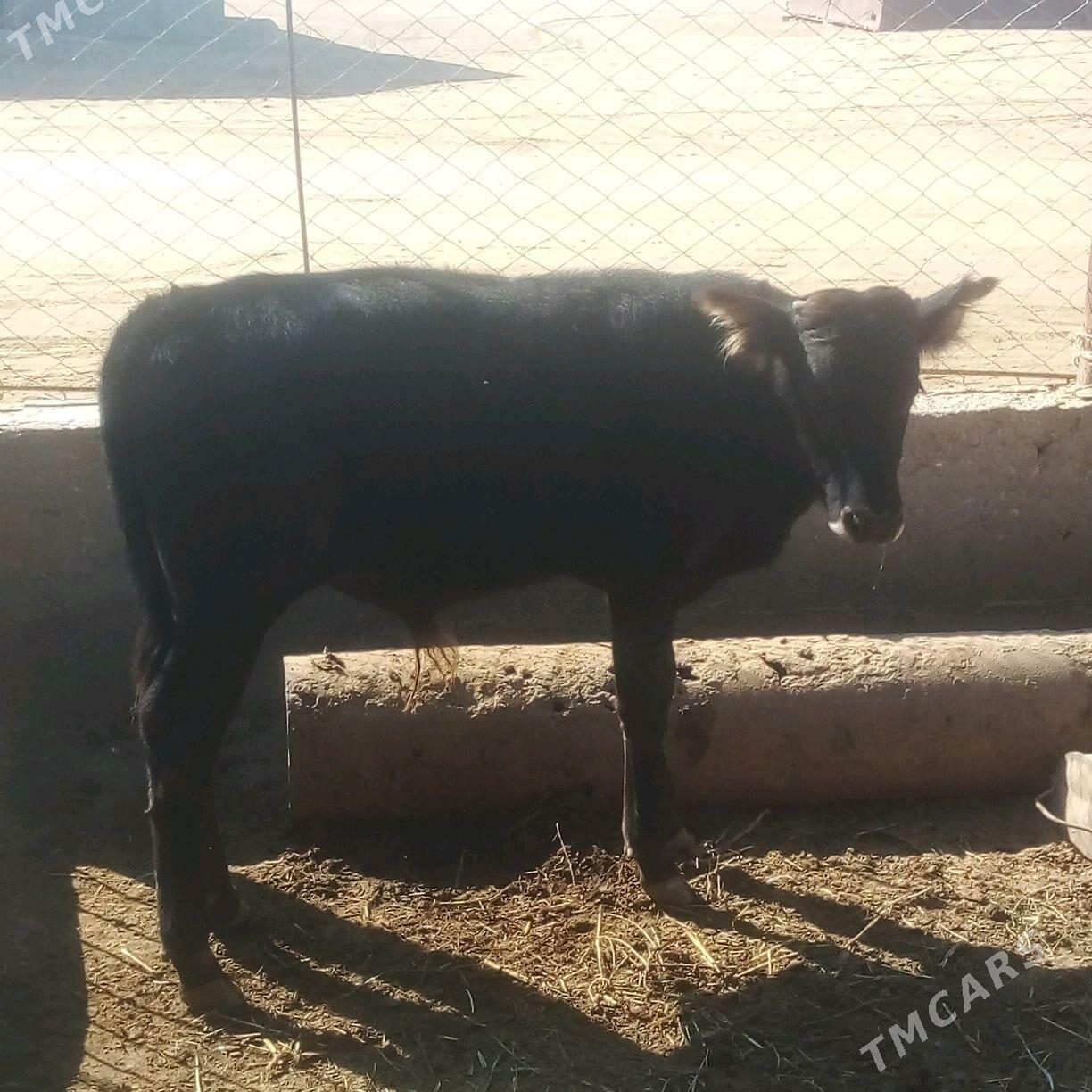 okuz - Эсенгулы - img 2