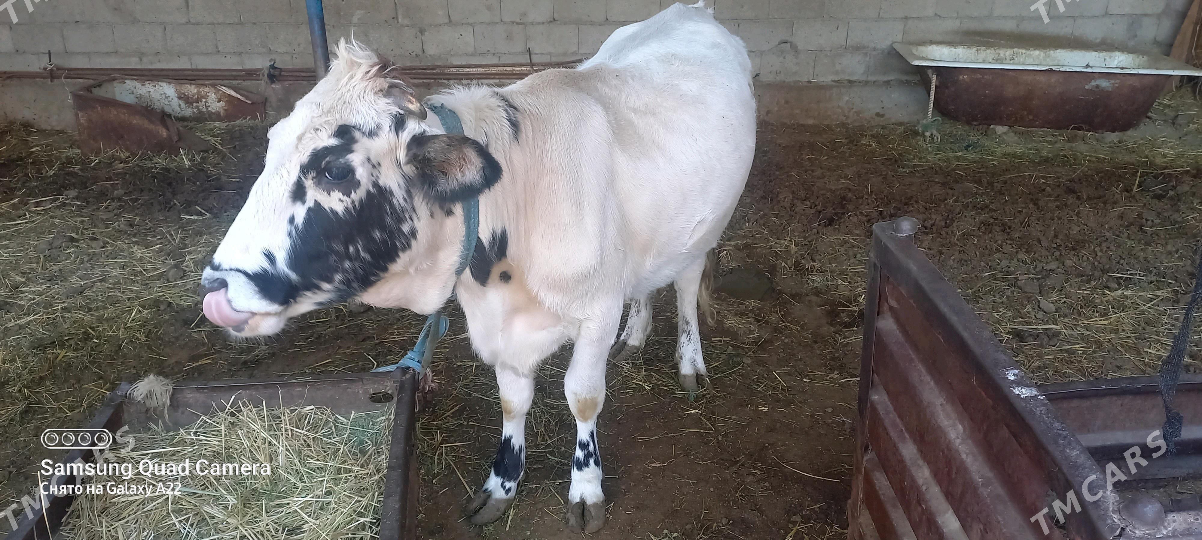 tuwe we okuz - Гёкдепе - img 1