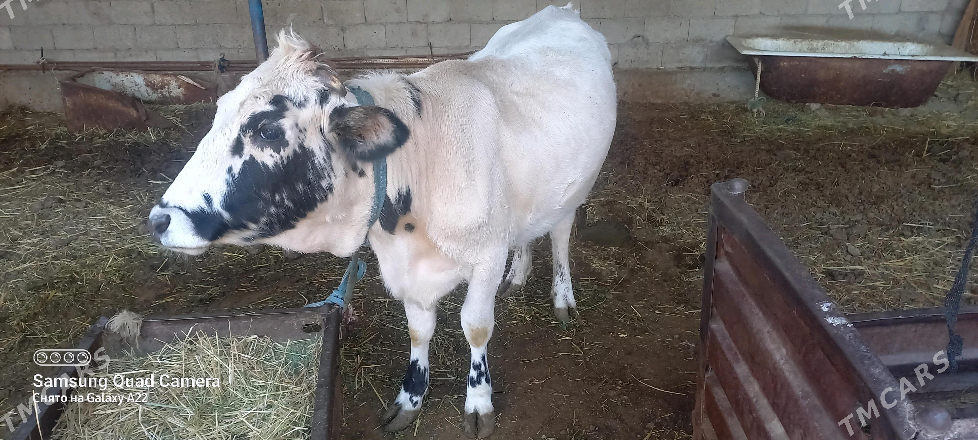 tuwe we okuz - Гёкдепе - img 2