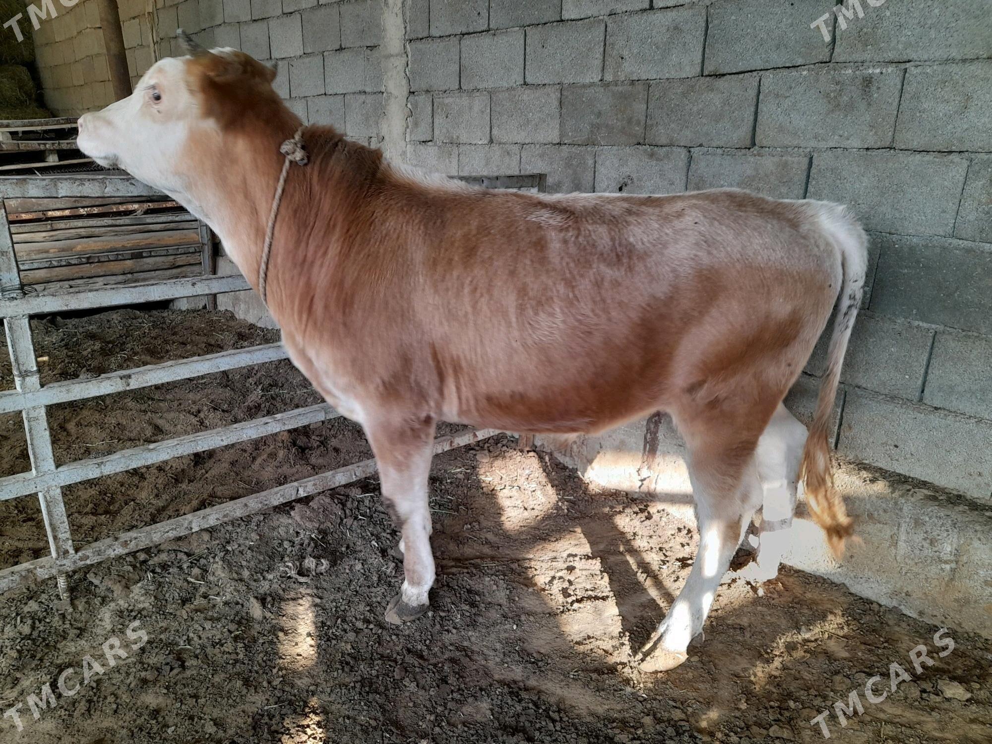 ökuz - Änew - img 4