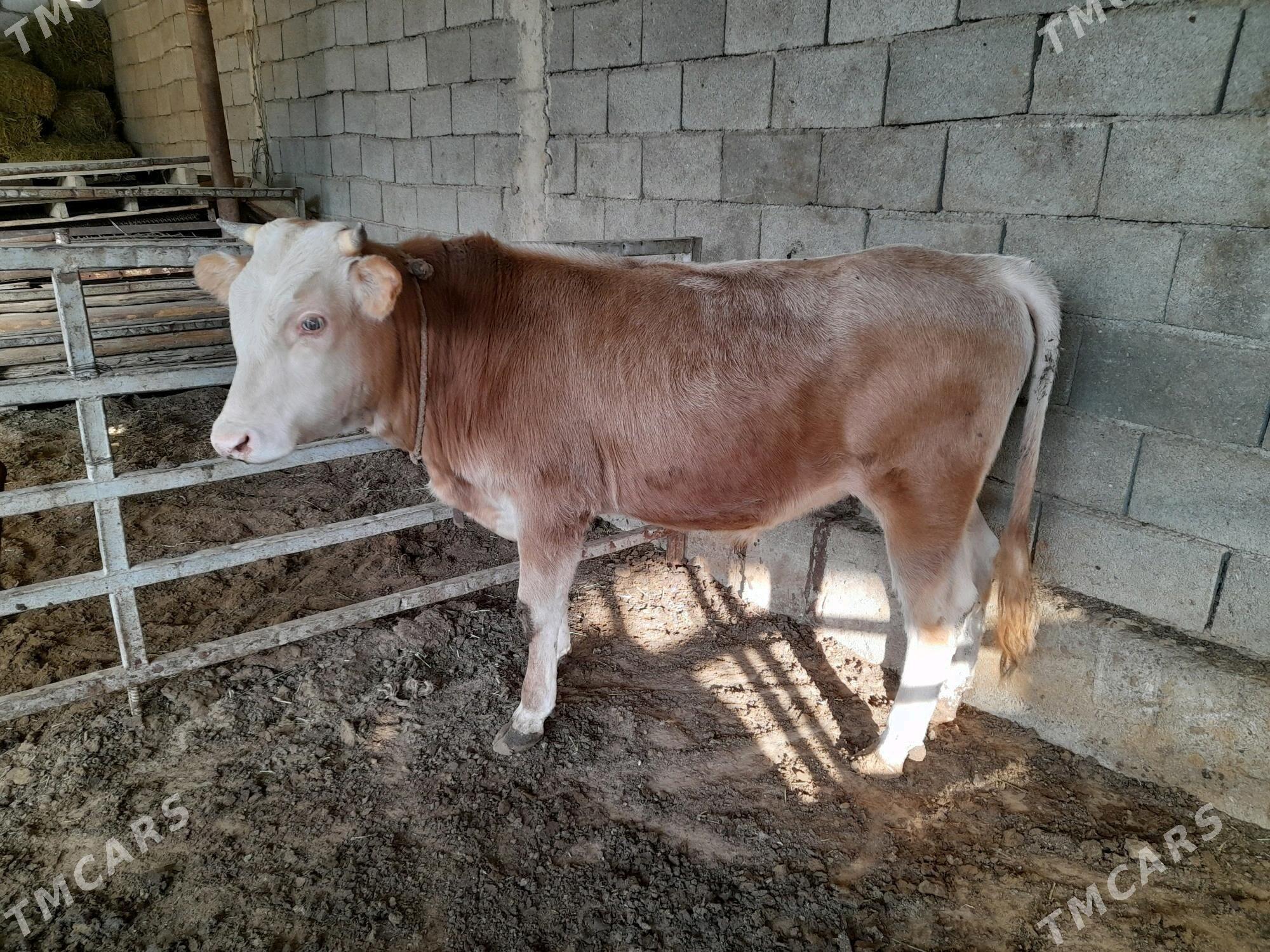 ökuz - Änew - img 7