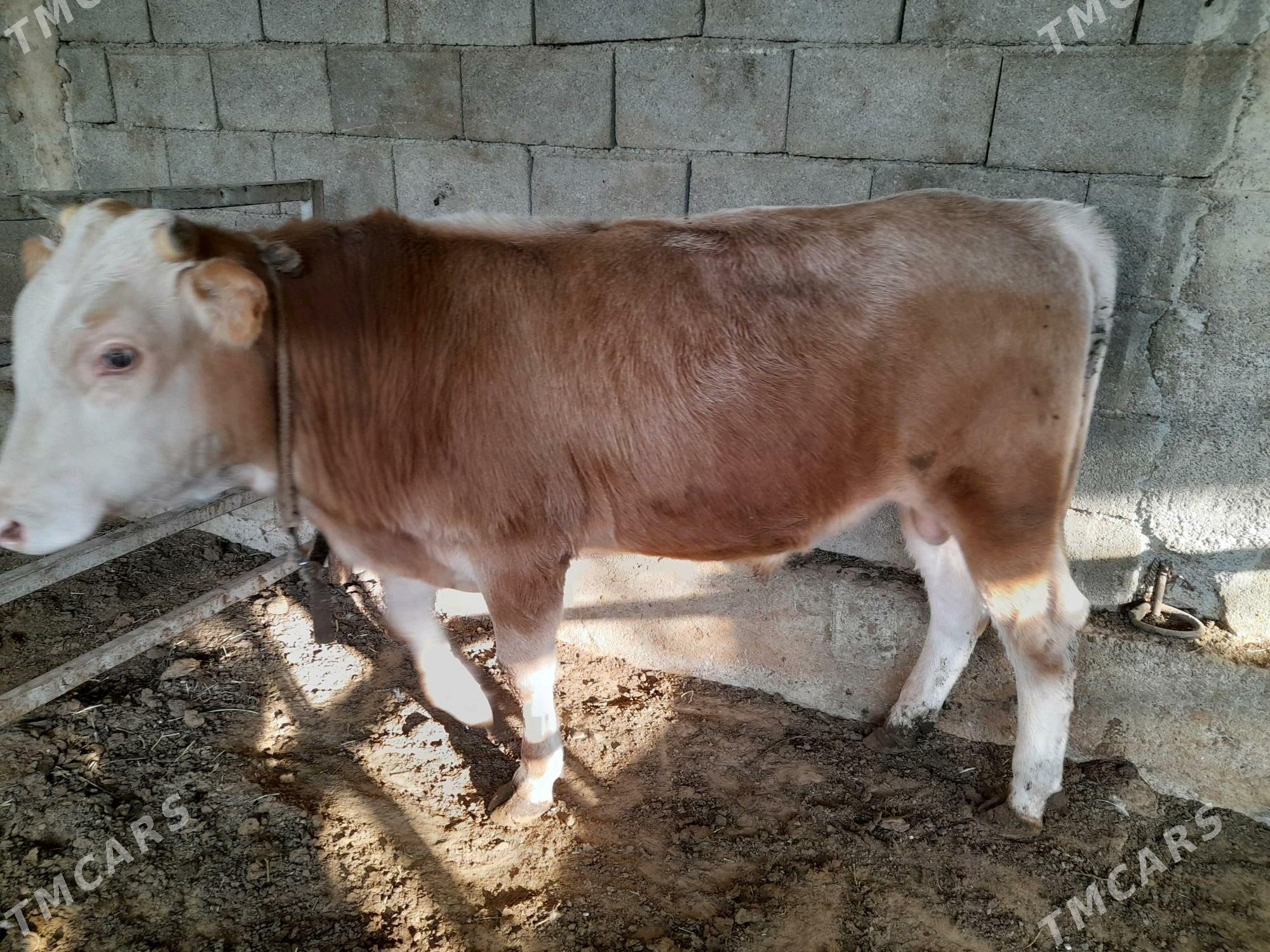 ökuz - Änew - img 6