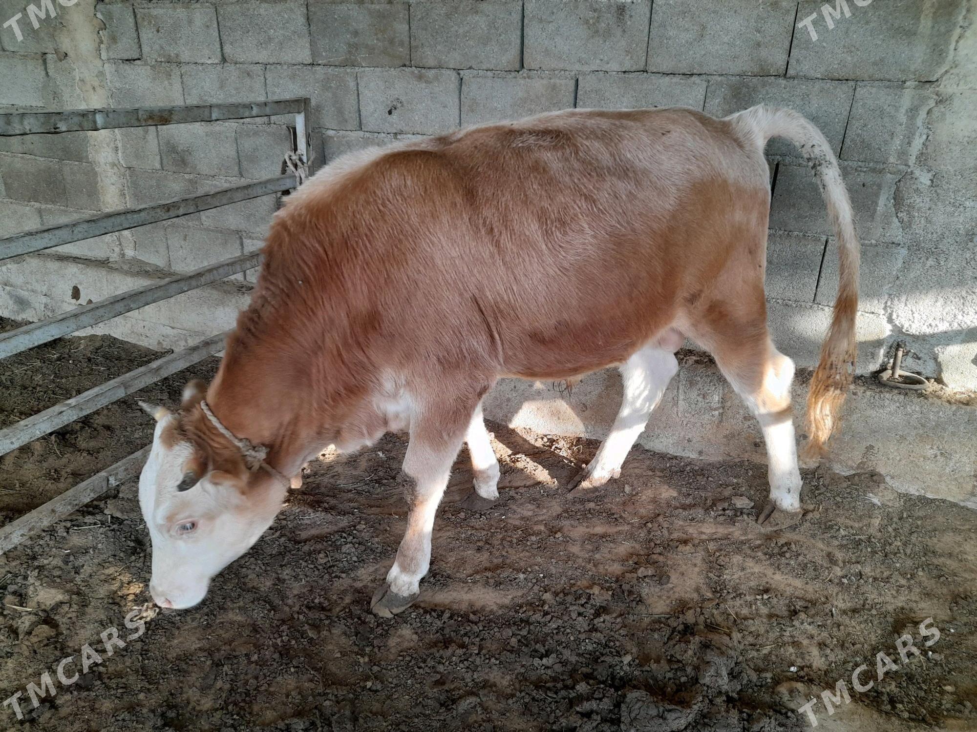 ökuz - Änew - img 5