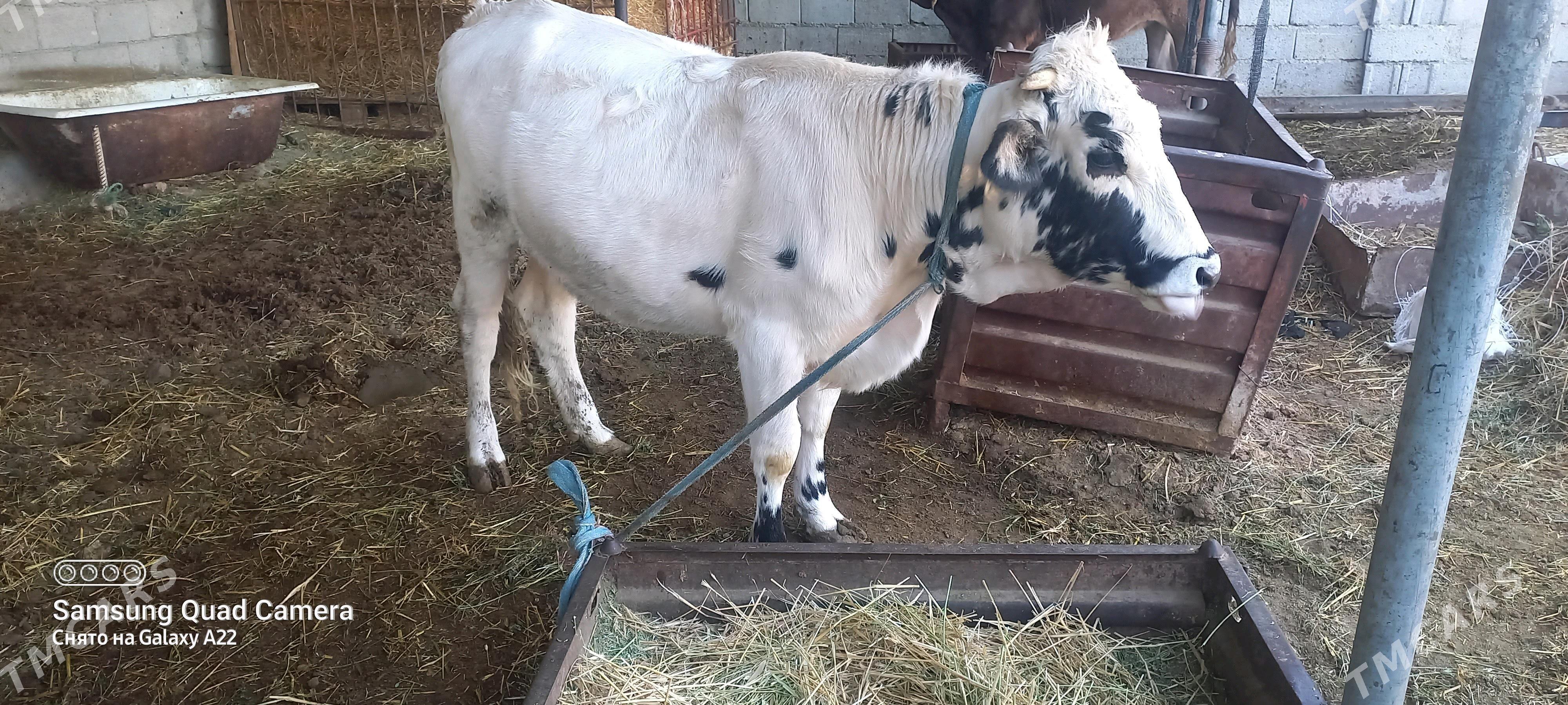 tuwe we okuz - Гёкдепе - img 3