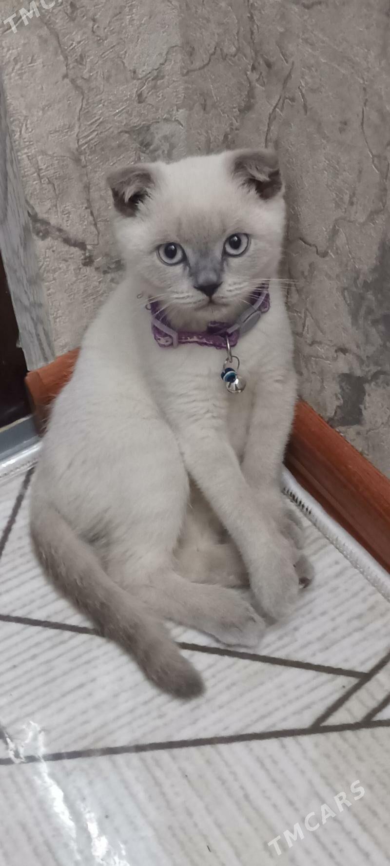 pişik.кошка - Balkanabat - img 1