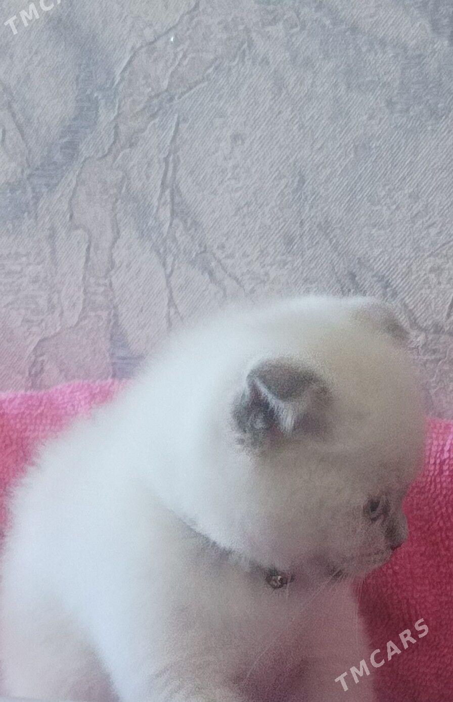 pişik.кошка - Balkanabat - img 2