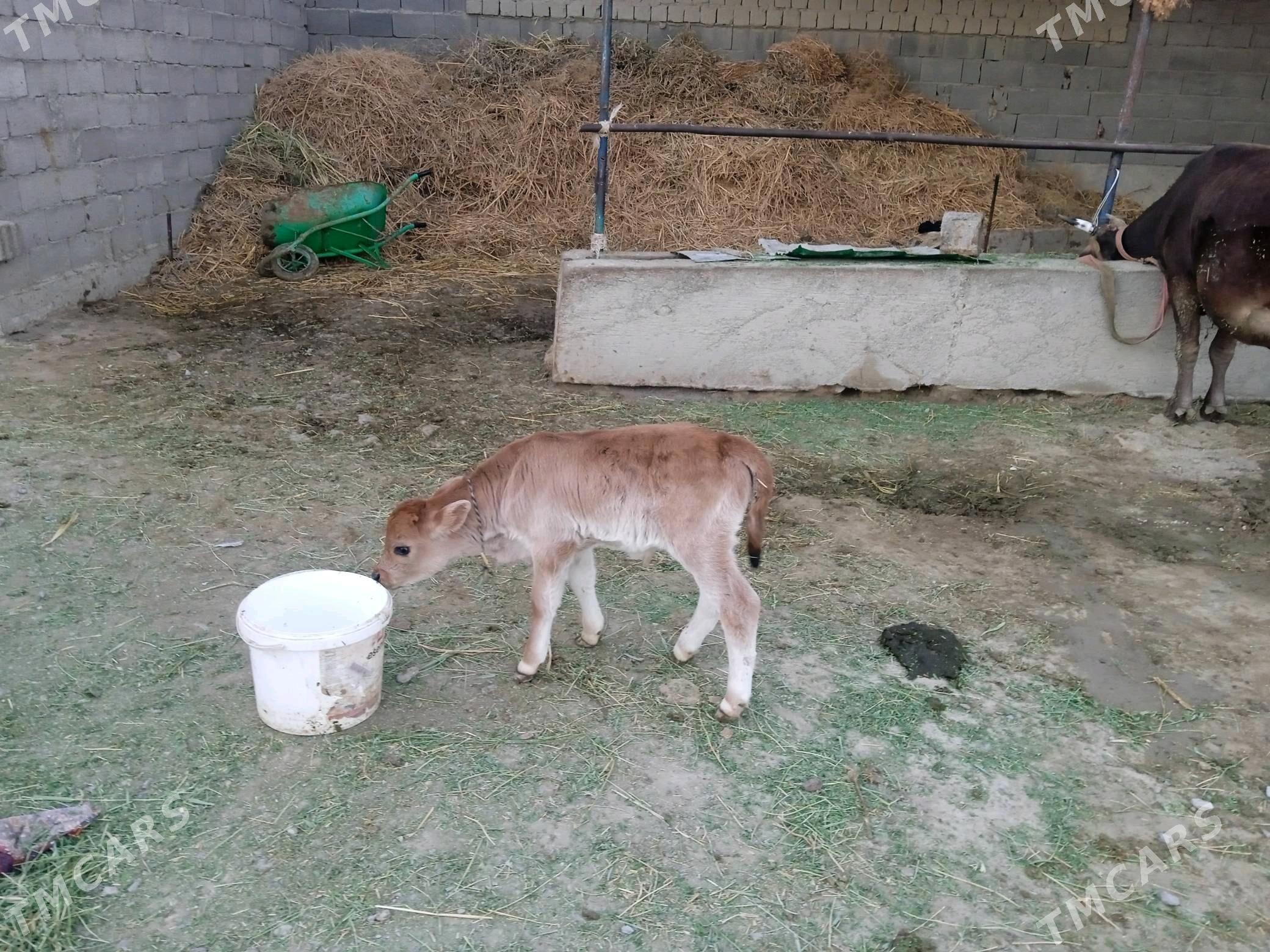 GÖLELI SYGYR - Бахарден - img 2