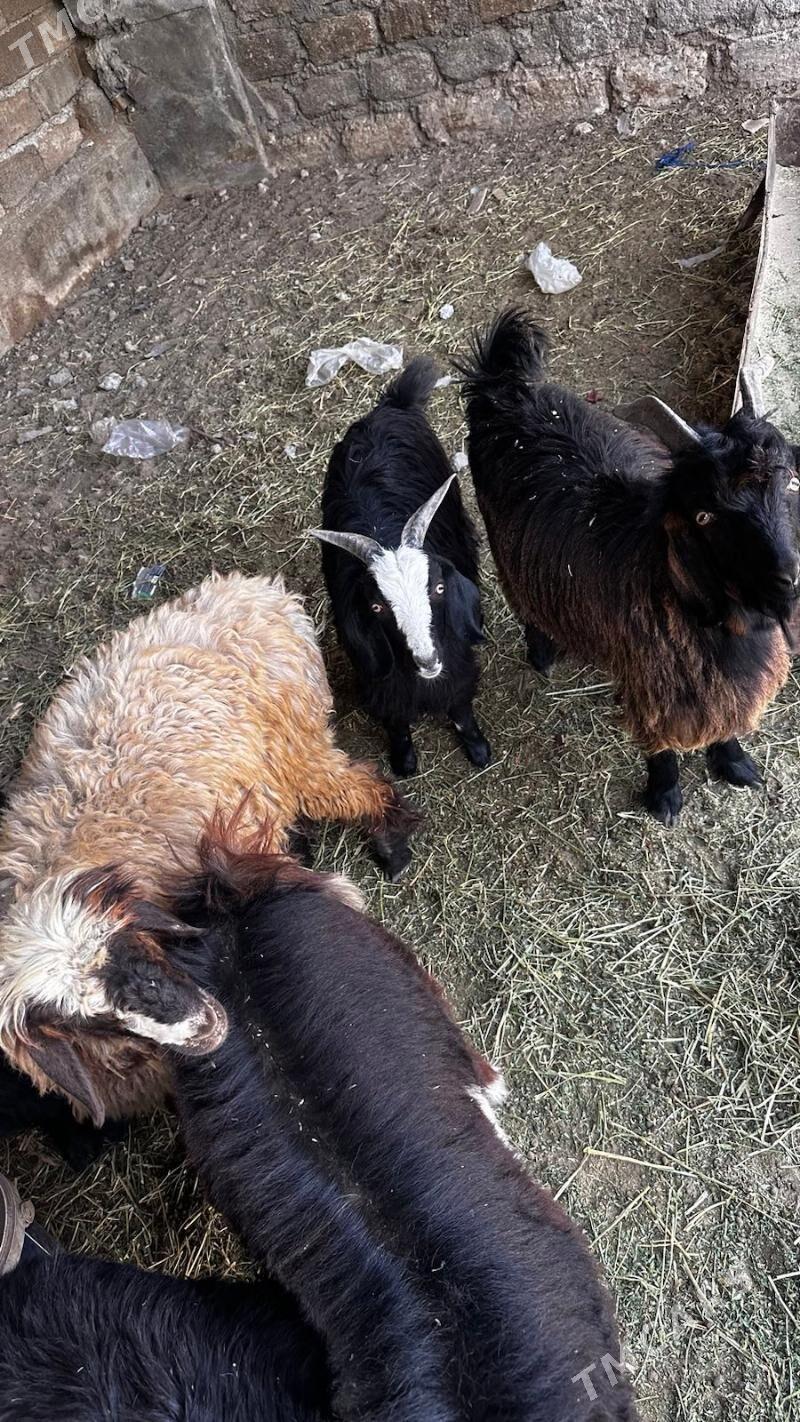 cebişler - Ашхабад - img 3