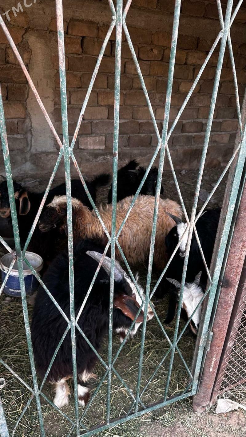 cebişler - Ашхабад - img 4