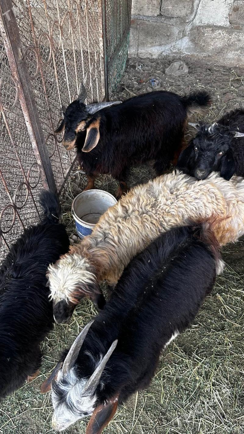 cebişler - Ашхабад - img 2