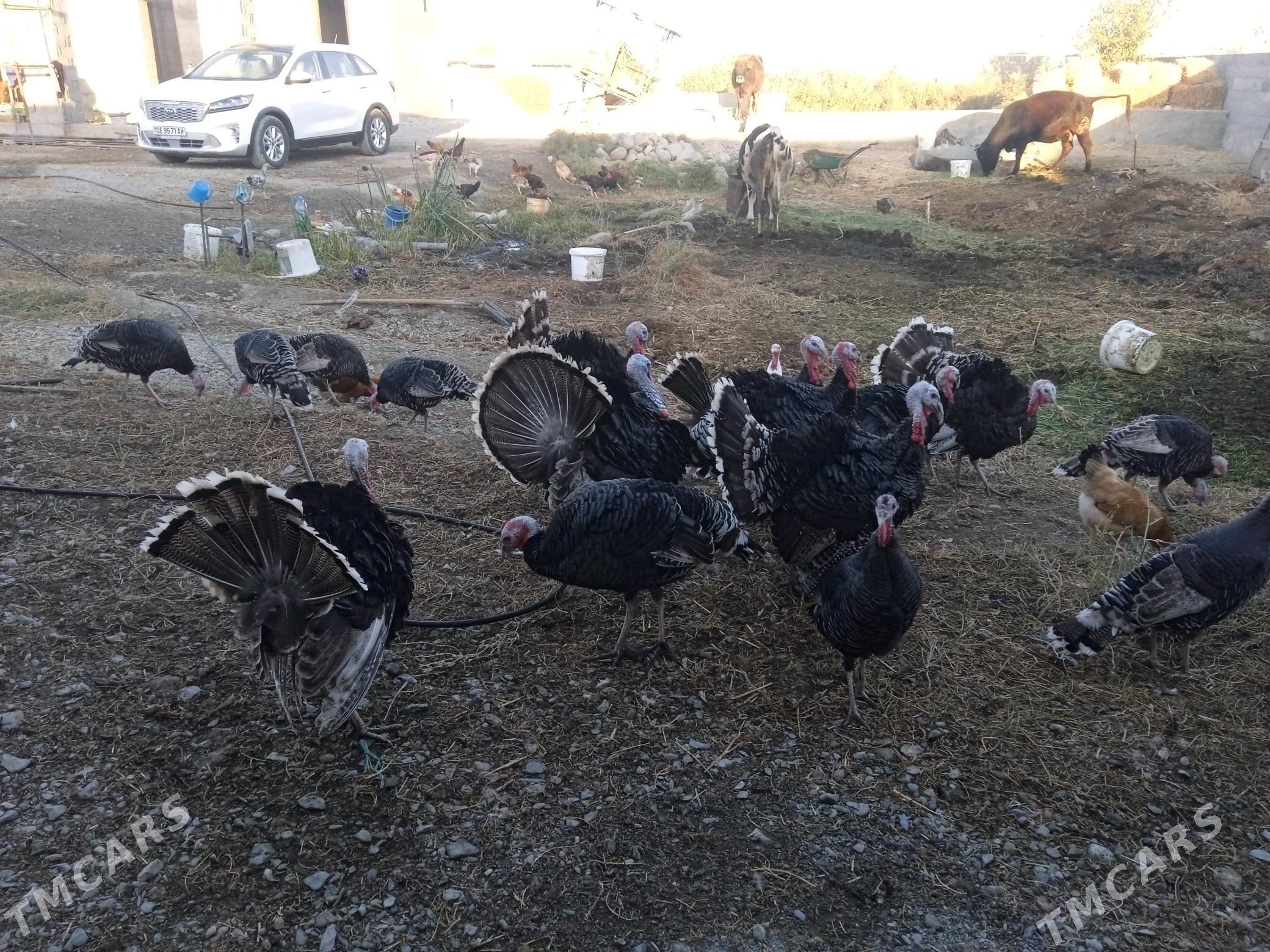 induk - Бахарден - img 1