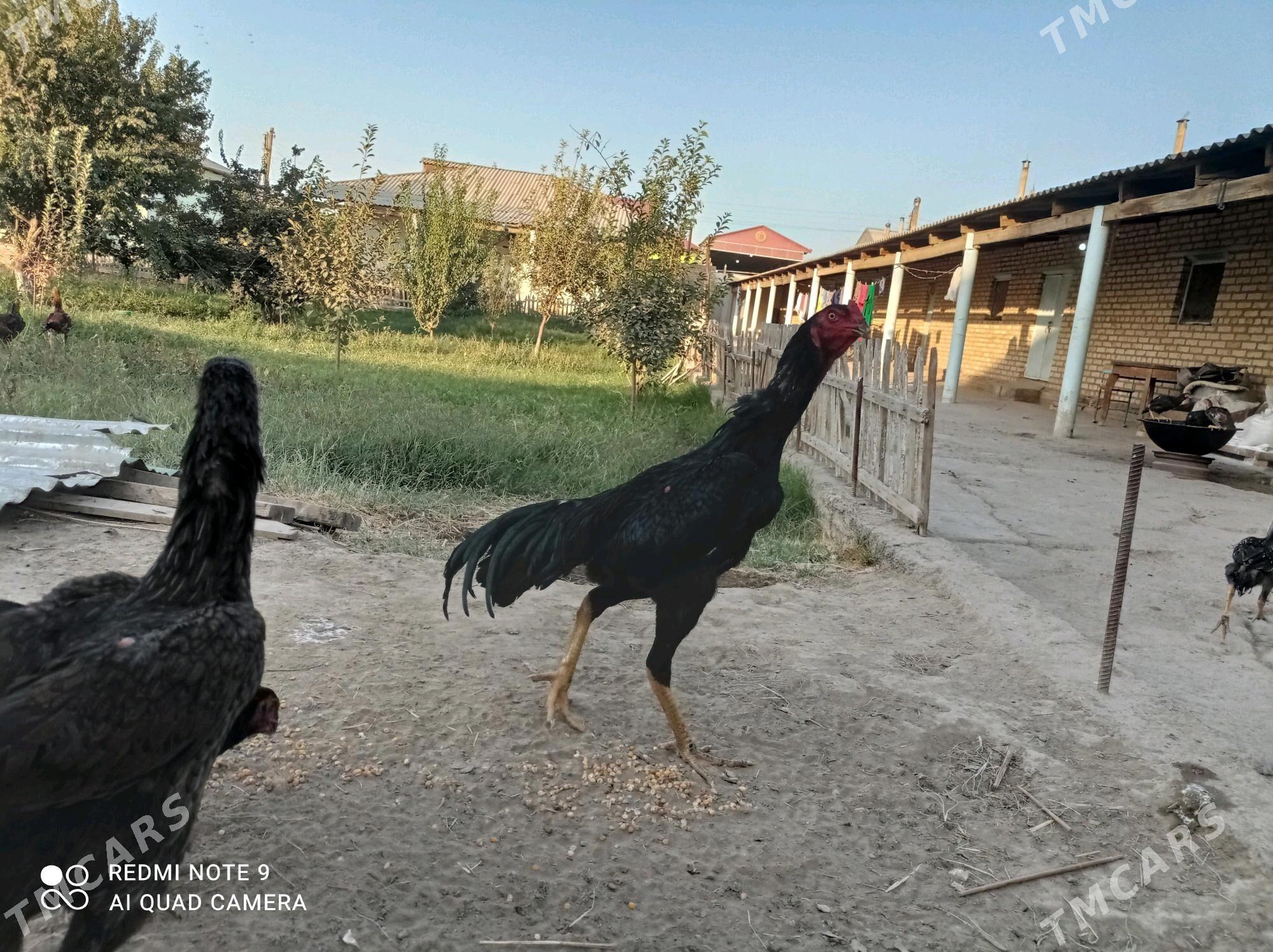 bayes - Векильбазар - img 3