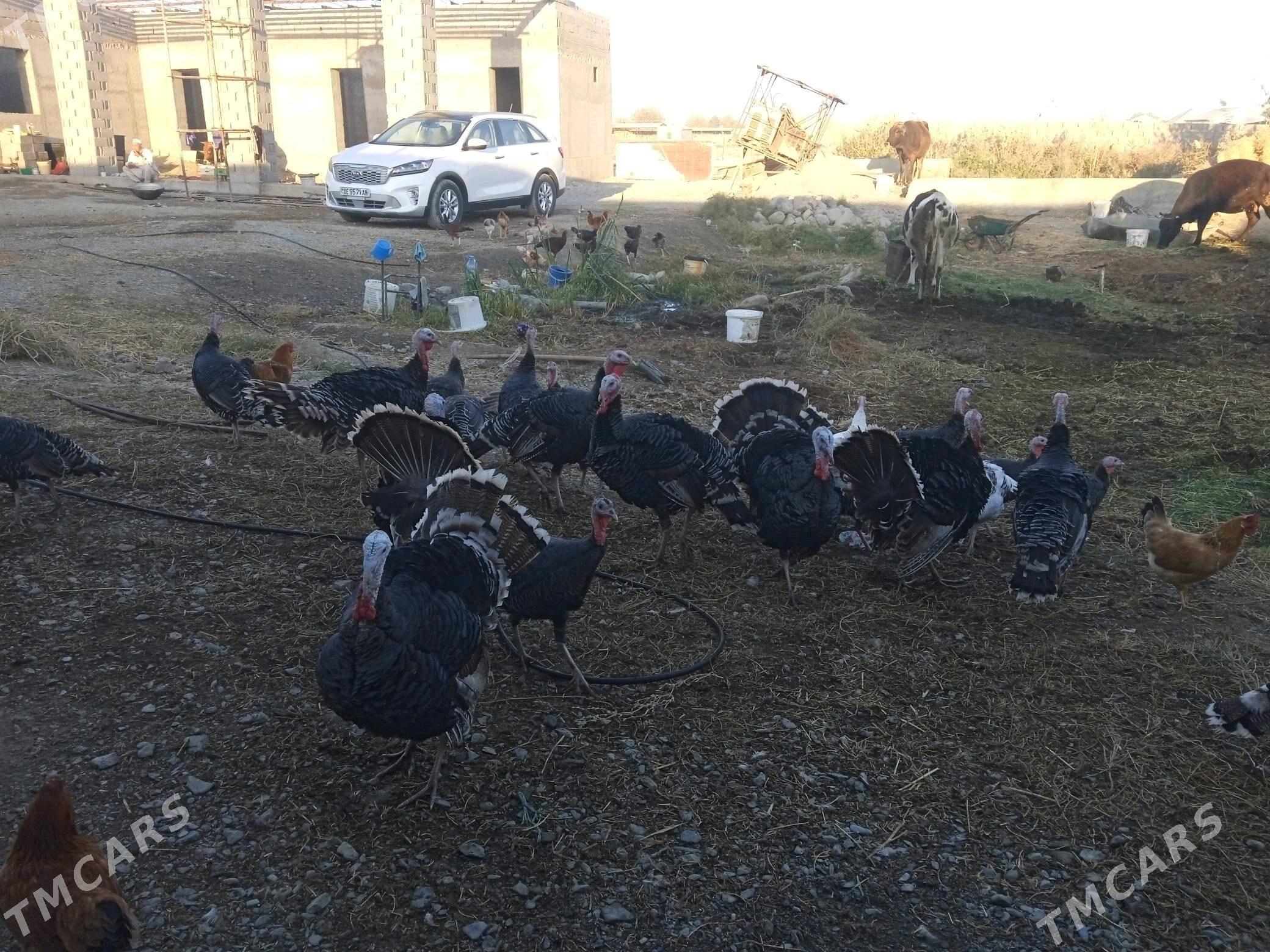 induk - Бахарден - img 3