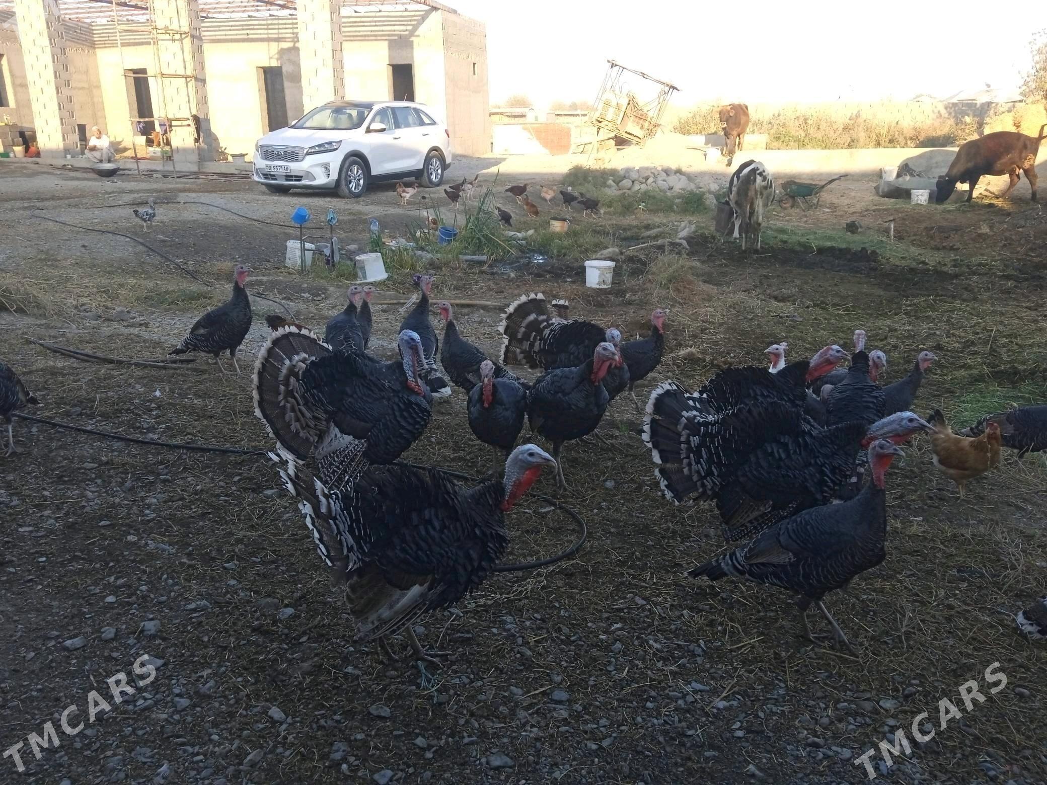 induk - Бахарден - img 2