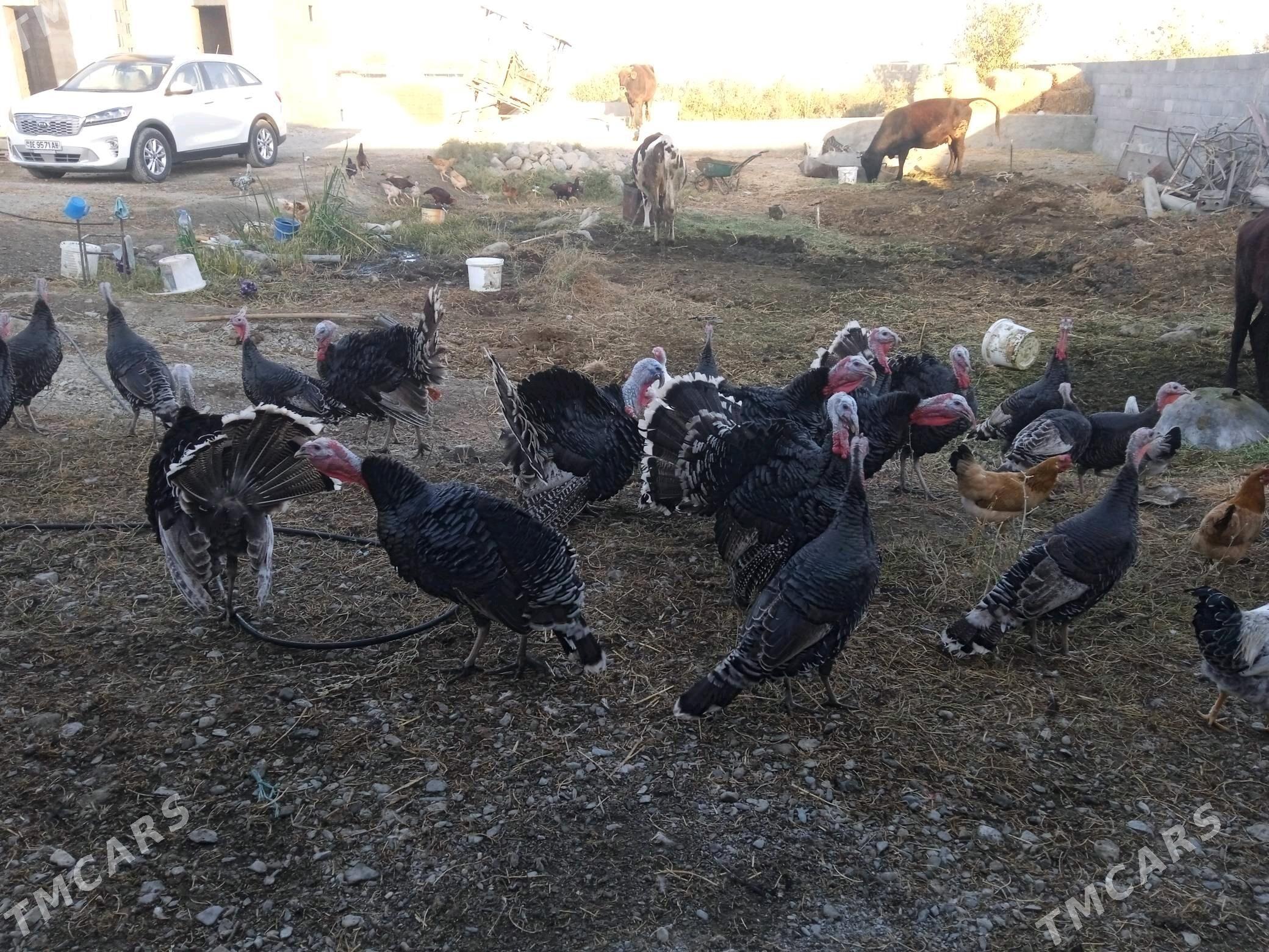 induk - Бахарден - img 4