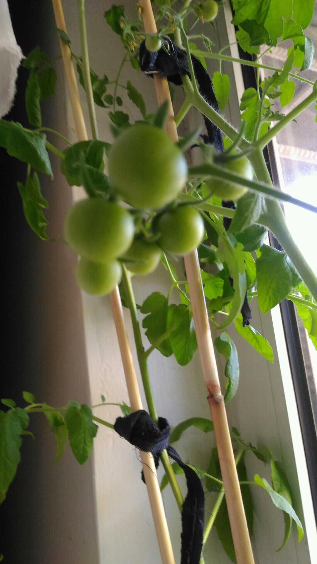 Рассада помидор - Mary - img 4