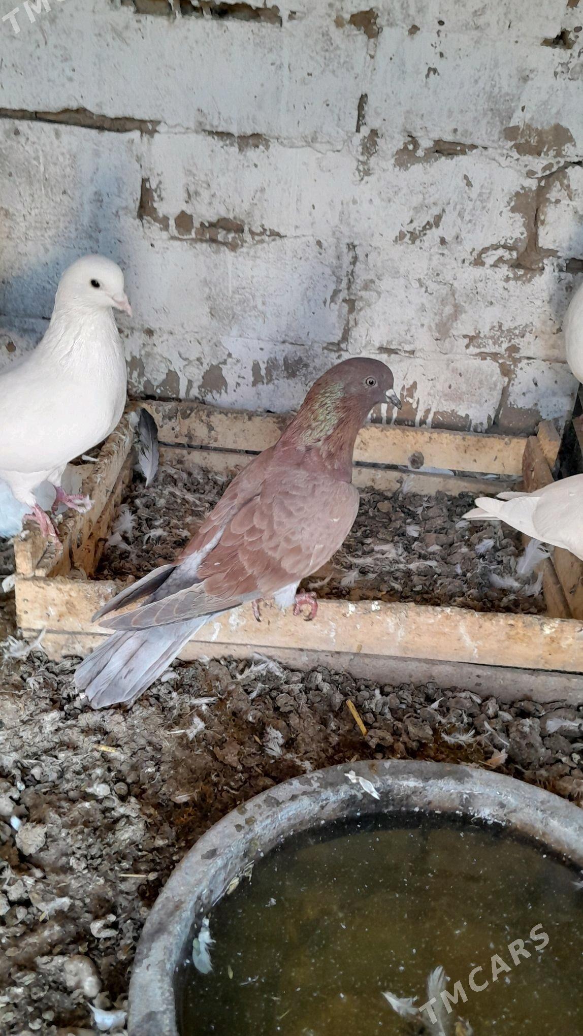 kepderi - Серахс - img 1