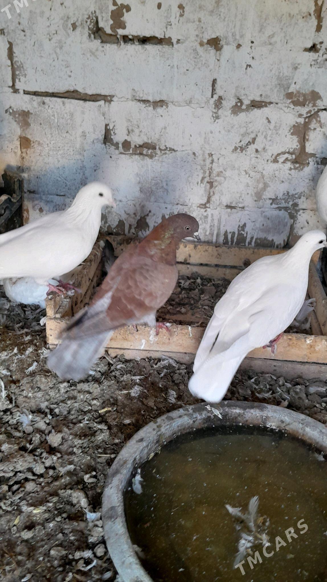 kepderi - Серахс - img 2