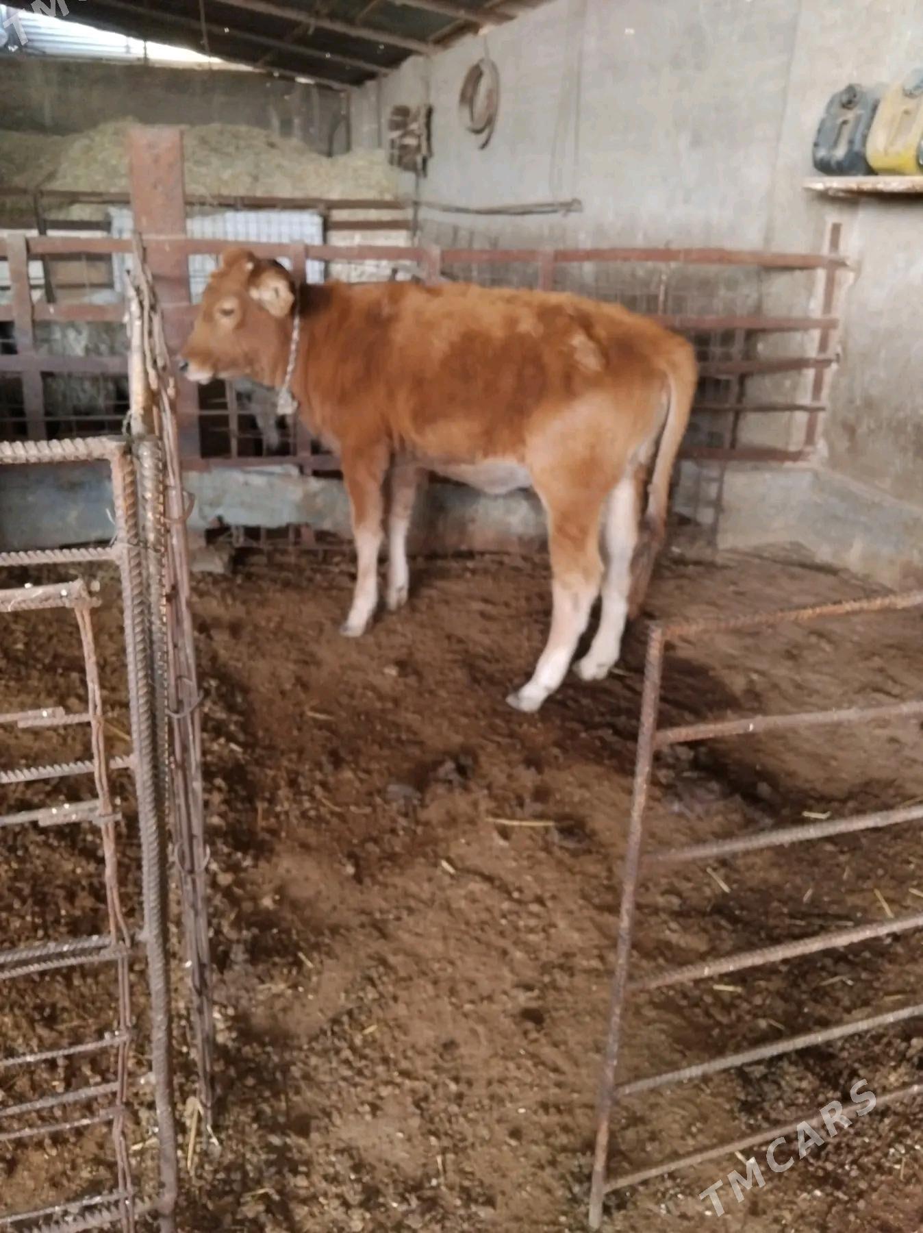 gole - Ýaşlyk - img 2