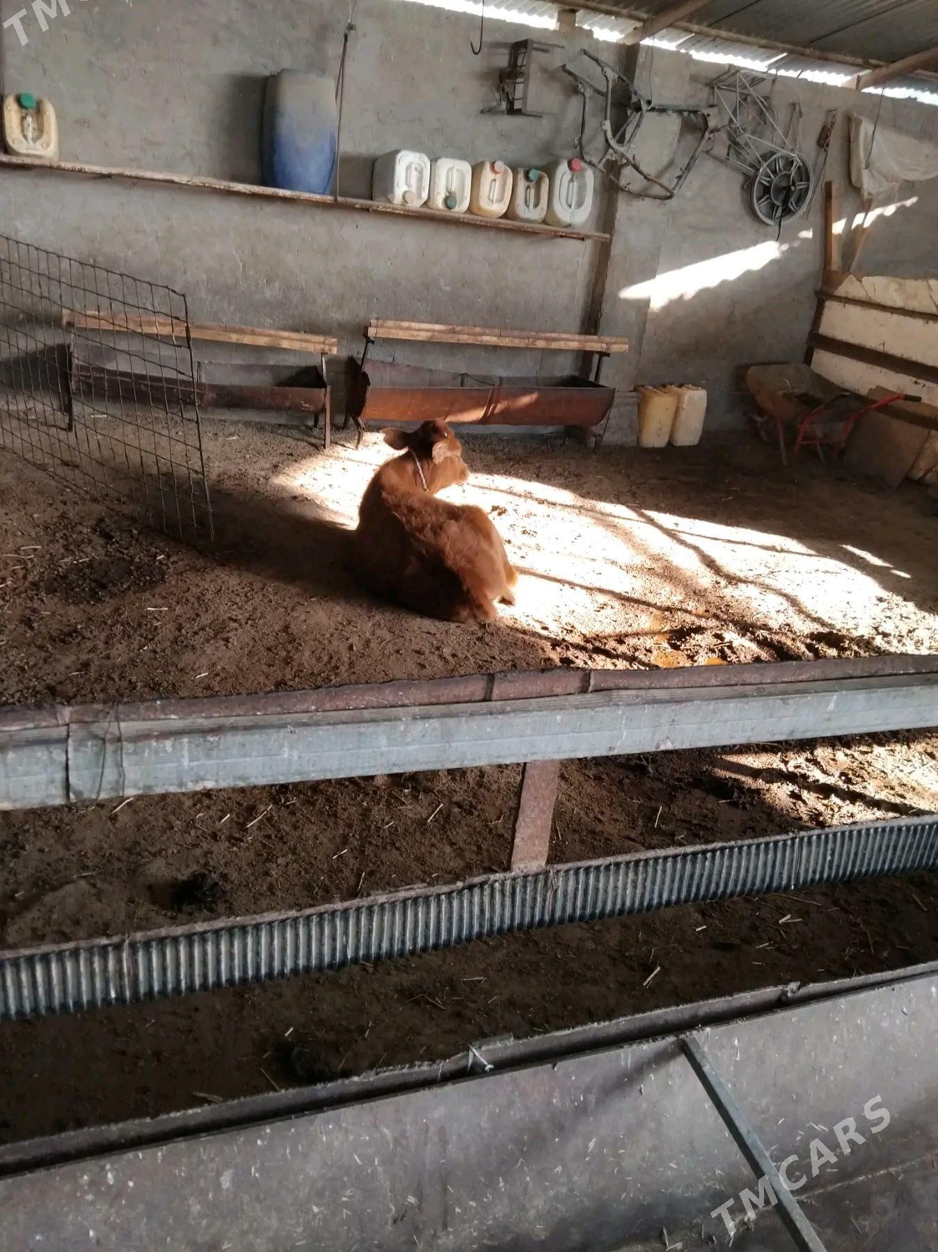 gole - Ýaşlyk - img 3