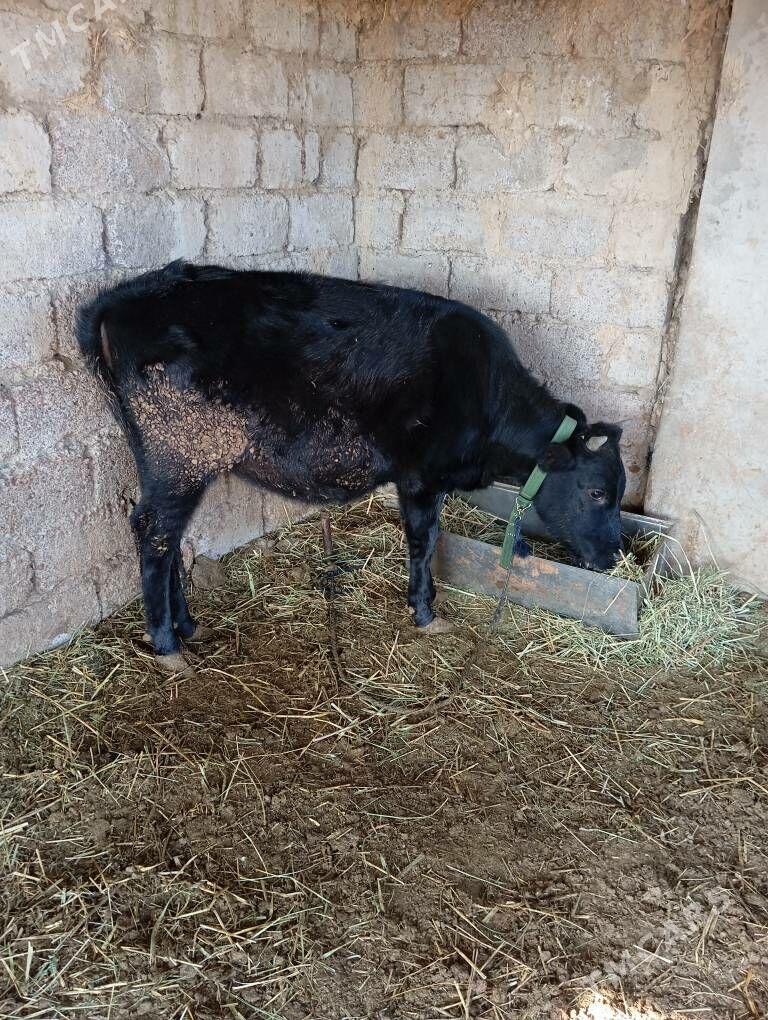 Tüwe - Яшлык - img 2