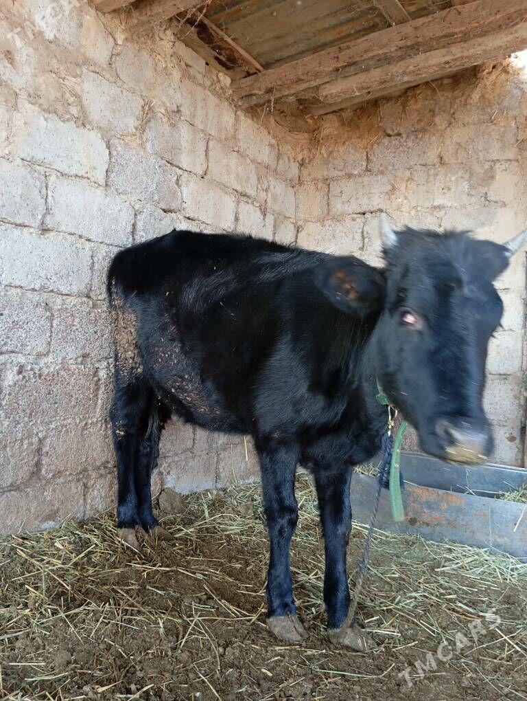 Tüwe - Яшлык - img 3