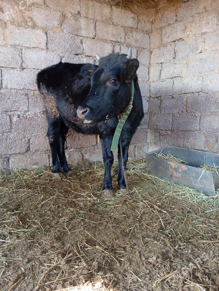 Tüwe - Яшлык - img 1