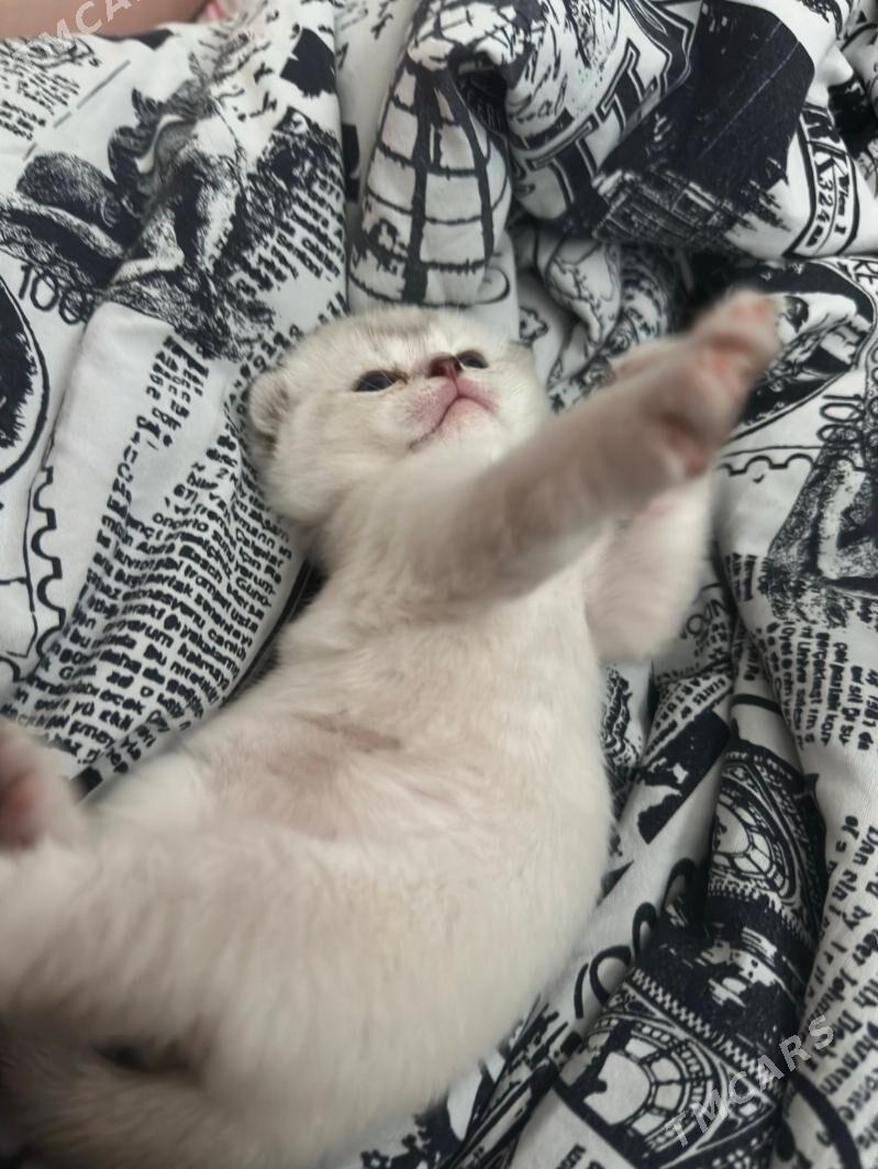 веслоухие котята - Ашхабад - img 2